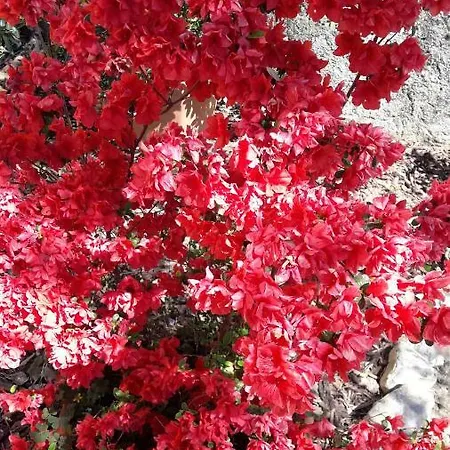 Aliso' * Sarzana